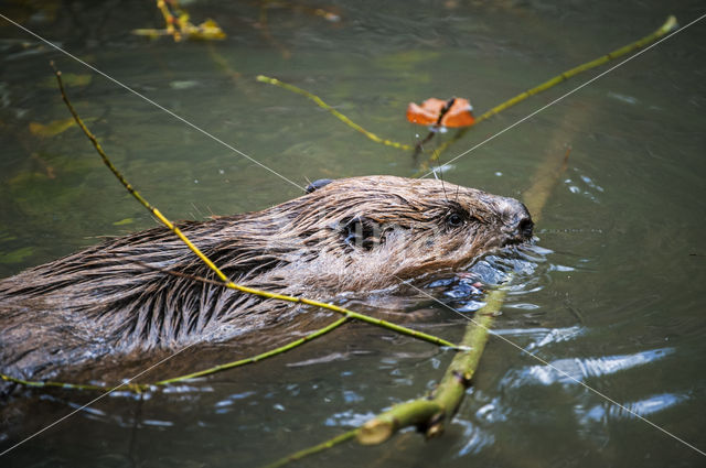 Europese bever (Castor fiber)