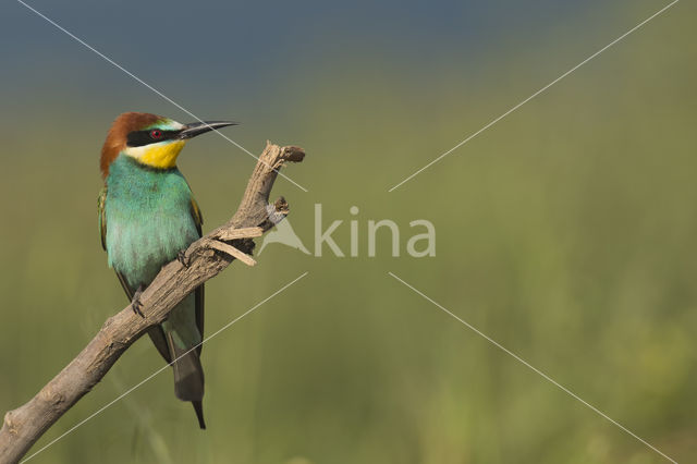 Europese Bijeneter (Merops apiaster)