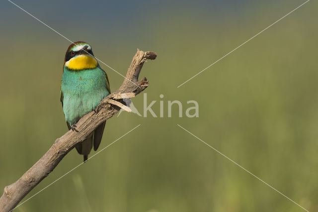 European Bee-eater (Merops apiaster)