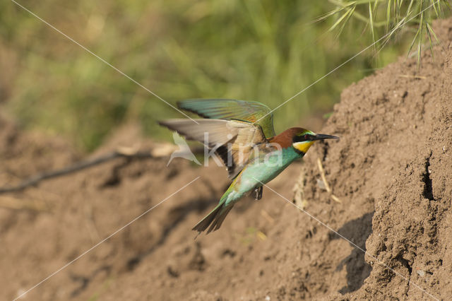 European Bee-eater (Merops apiaster)