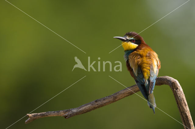 European Bee-eater (Merops apiaster)