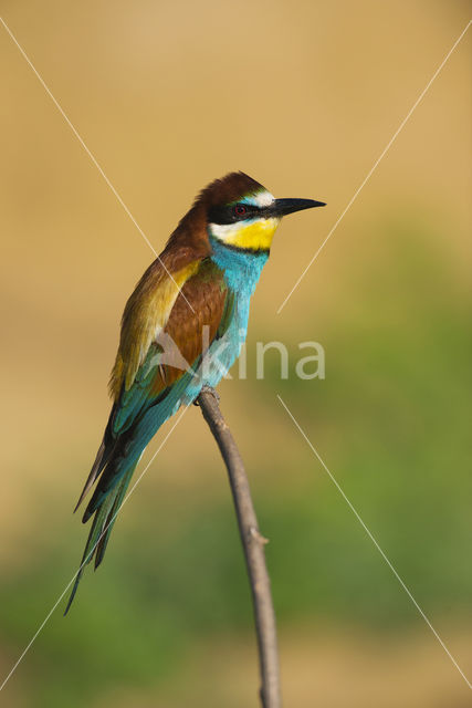 European Bee-eater (Merops apiaster)