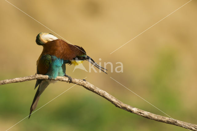 European Bee-eater (Merops apiaster)