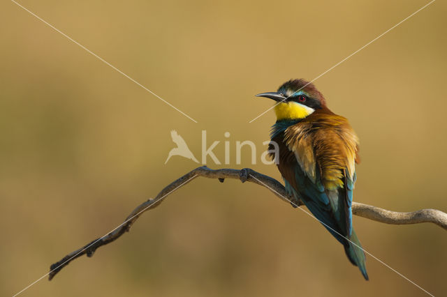 European Bee-eater (Merops apiaster)