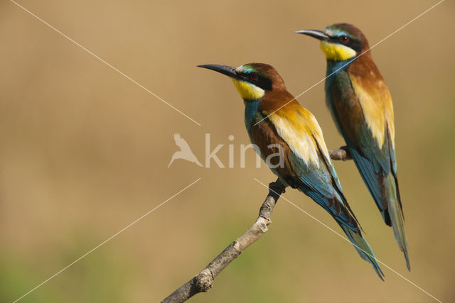 Europese Bijeneter (Merops apiaster)