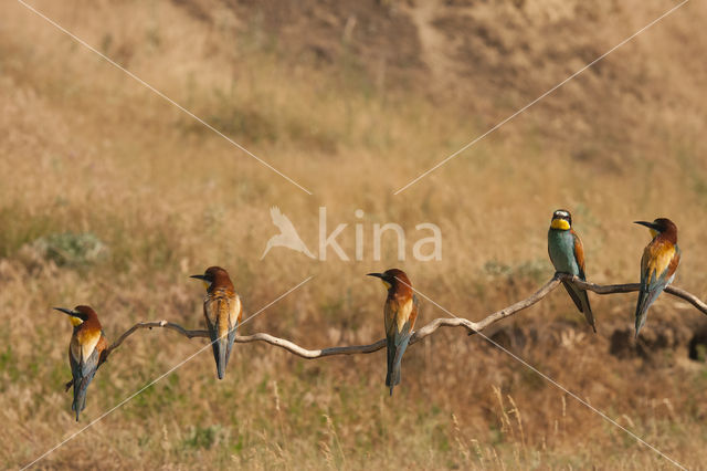 Europese Bijeneter (Merops apiaster)