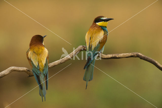 Europese Bijeneter (Merops apiaster)