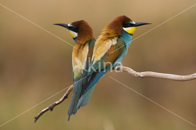 Europese Bijeneter (Merops apiaster)