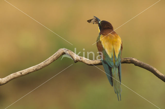 European Bee-eater (Merops apiaster)