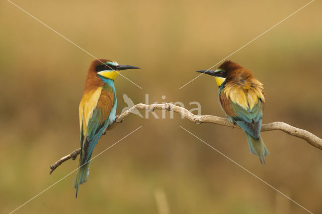 European Bee-eater (Merops apiaster)