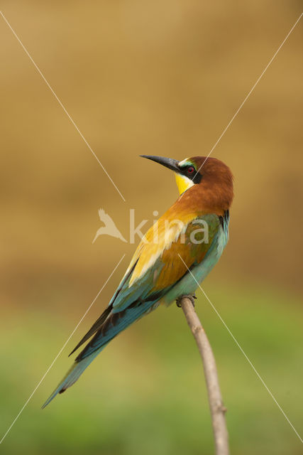 Europese Bijeneter (Merops apiaster)