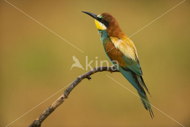 European Bee-eater (Merops apiaster)