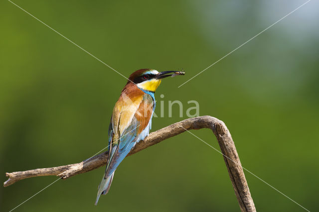 Europese Bijeneter (Merops apiaster)