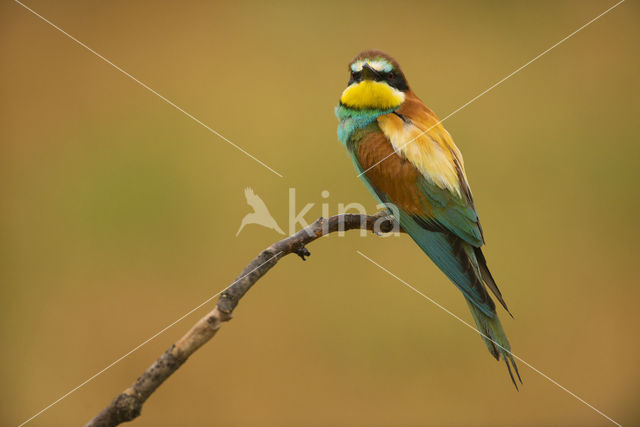 Europese Bijeneter (Merops apiaster)