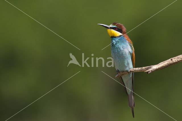 European Bee-eater (Merops apiaster)