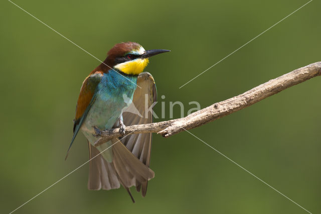 European Bee-eater (Merops apiaster)