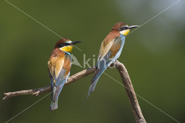 Europese Bijeneter (Merops apiaster)