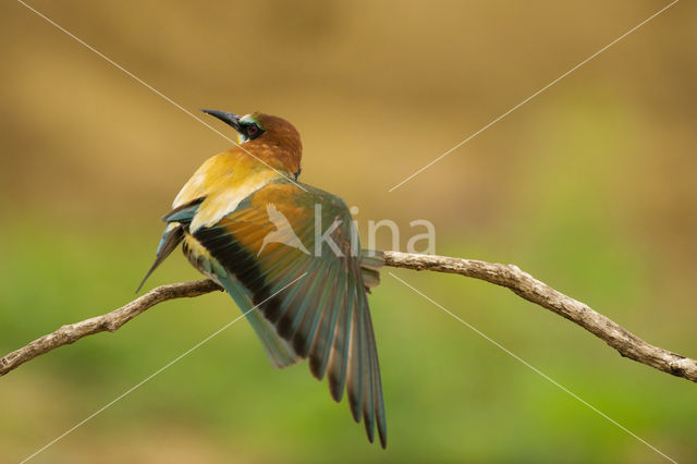 European Bee-eater (Merops apiaster)