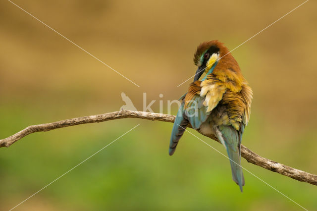 European Bee-eater (Merops apiaster)