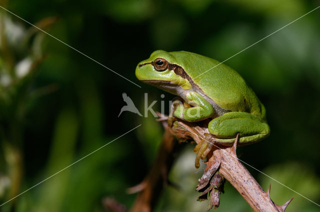 Europese boomkikker (Hyla arborea)