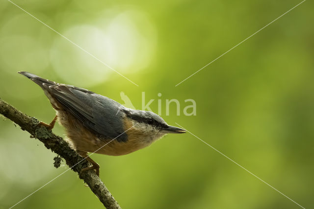 Europese Boomklever (Sitta europaea)