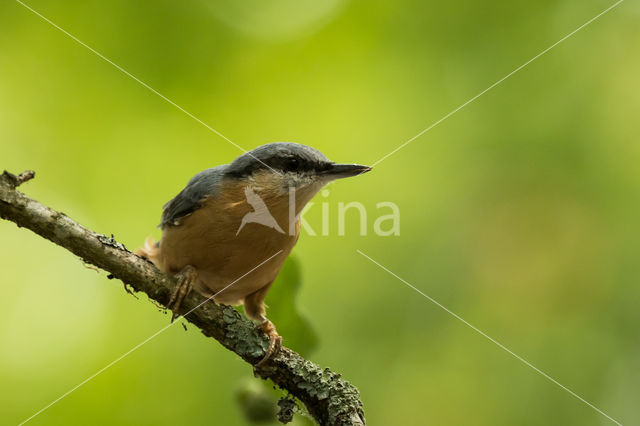 Europese Boomklever (Sitta europaea)