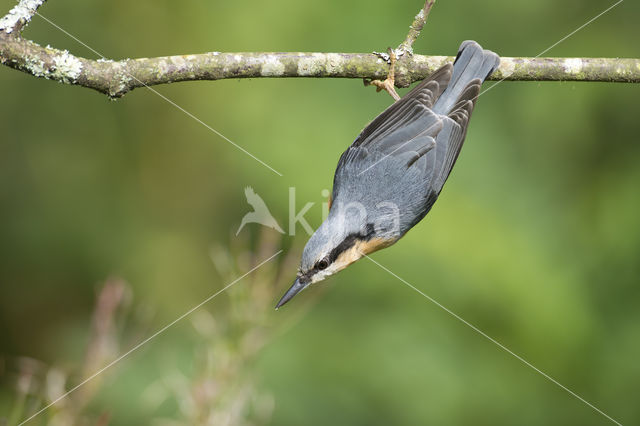 Europese Boomklever (Sitta europaea)