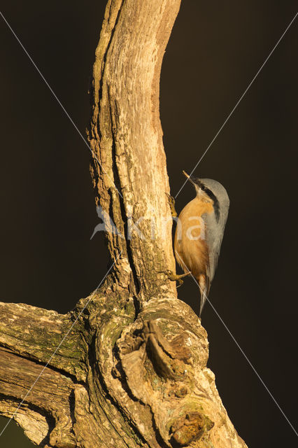 Europese Boomklever (Sitta europaea)