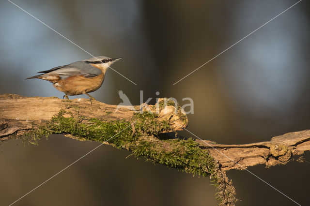 Eurasian Nuthatch (Sitta europaea)