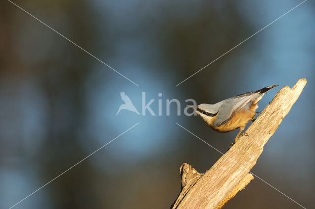 Europese Boomklever (Sitta europaea)