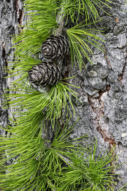 European Larch (Larix decidua)