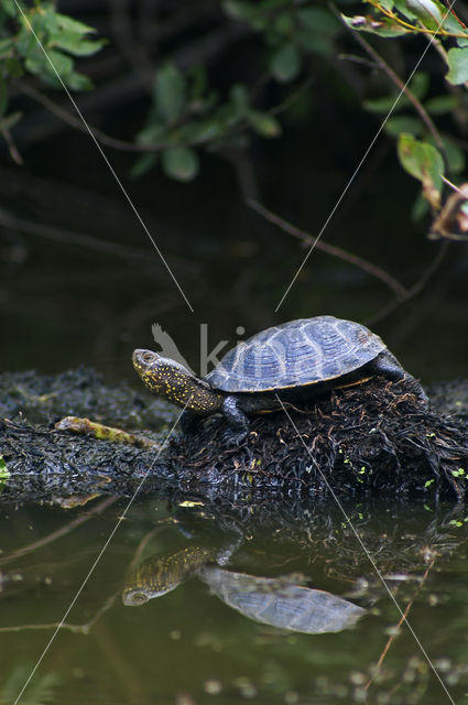 Europese moerasschildpad (Emys orbicularis)