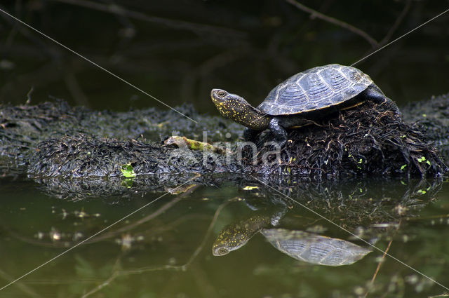 Europese moerasschildpad (Emys orbicularis)