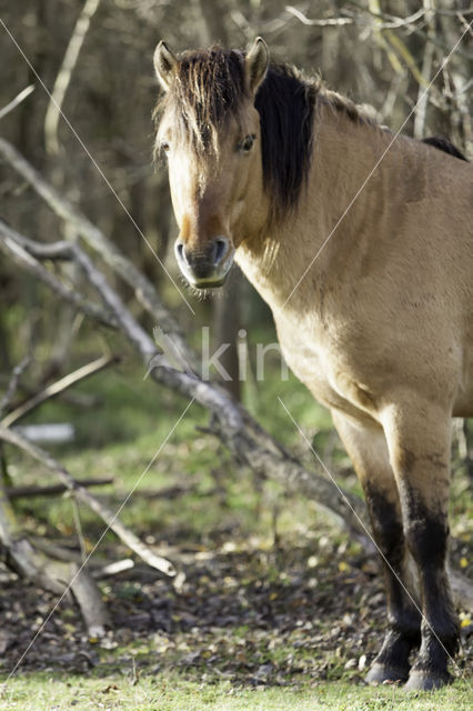 Exmoorpony