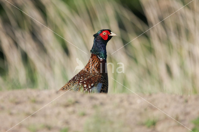 Ring-necked Pheasant (Phasianus colchicus)