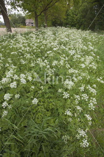 Cow Parsley (Anthriscus sylvestris)