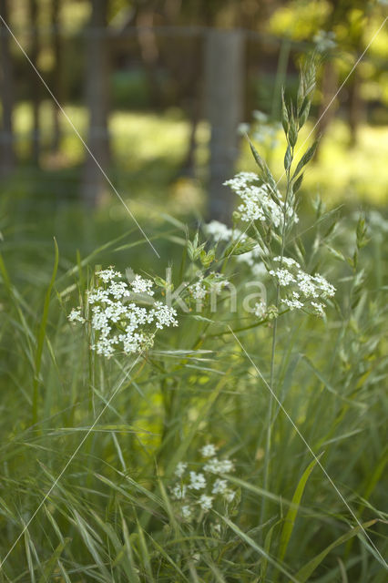 Fluitekruid (Anthriscus sylvestris)