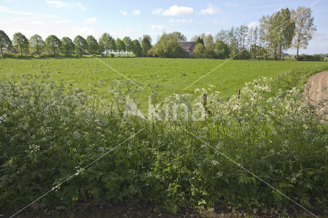 Cow Parsley (Anthriscus sylvestris)