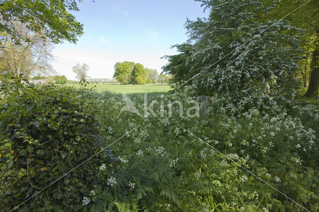 Cow Parsley (Anthriscus sylvestris)