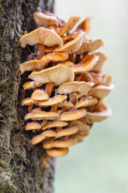 Fluweelpootje (Flammulina velutipes)