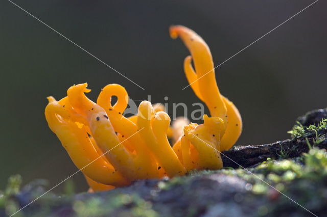 Fraaie koraalzwam (Ramaria formosa)