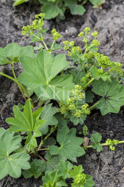 Fraaie vrouwenmantel (Alchemilla mollis)