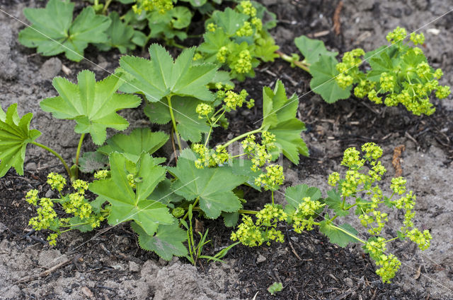 Fraaie vrouwenmantel (Alchemilla mollis)