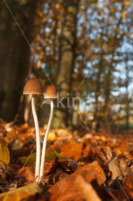 Franjehoed spec. (Psathyrella spec.)