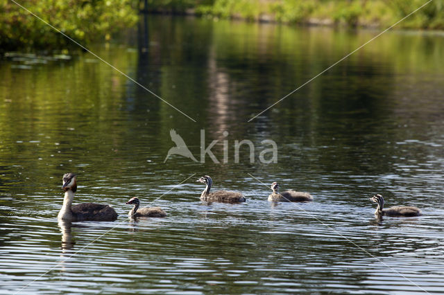 Great Crested Grebe (Podiceps cristatus)