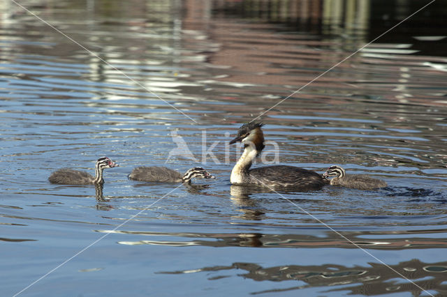 Great Crested Grebe (Podiceps cristatus)