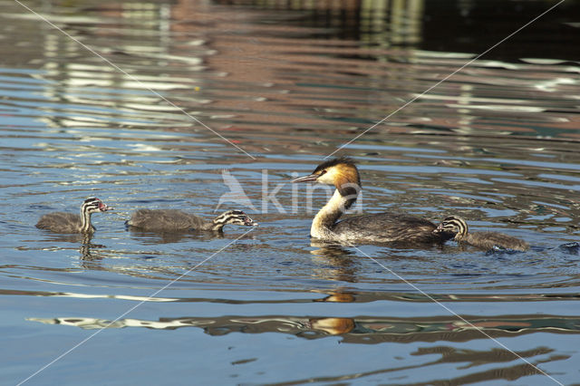 Great Crested Grebe (Podiceps cristatus)