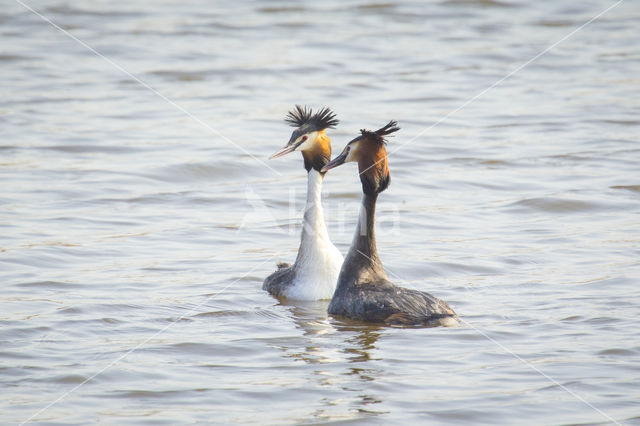 Great Crested Grebe (Podiceps cristatus)