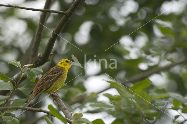 Geelgors (Emberiza citrinella)