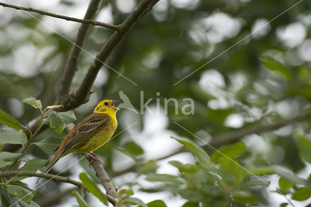 Yellowhammer (Emberiza citrinella)